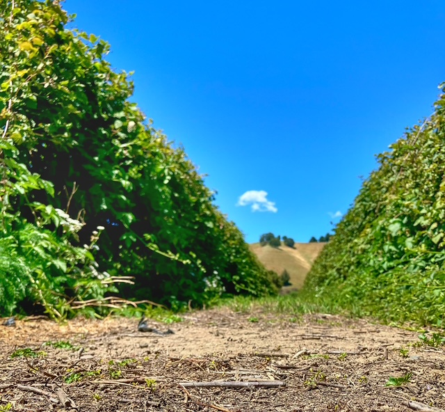 Perfect Growing Conditions