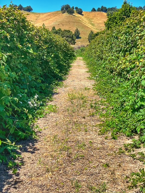 Fairfield Berries